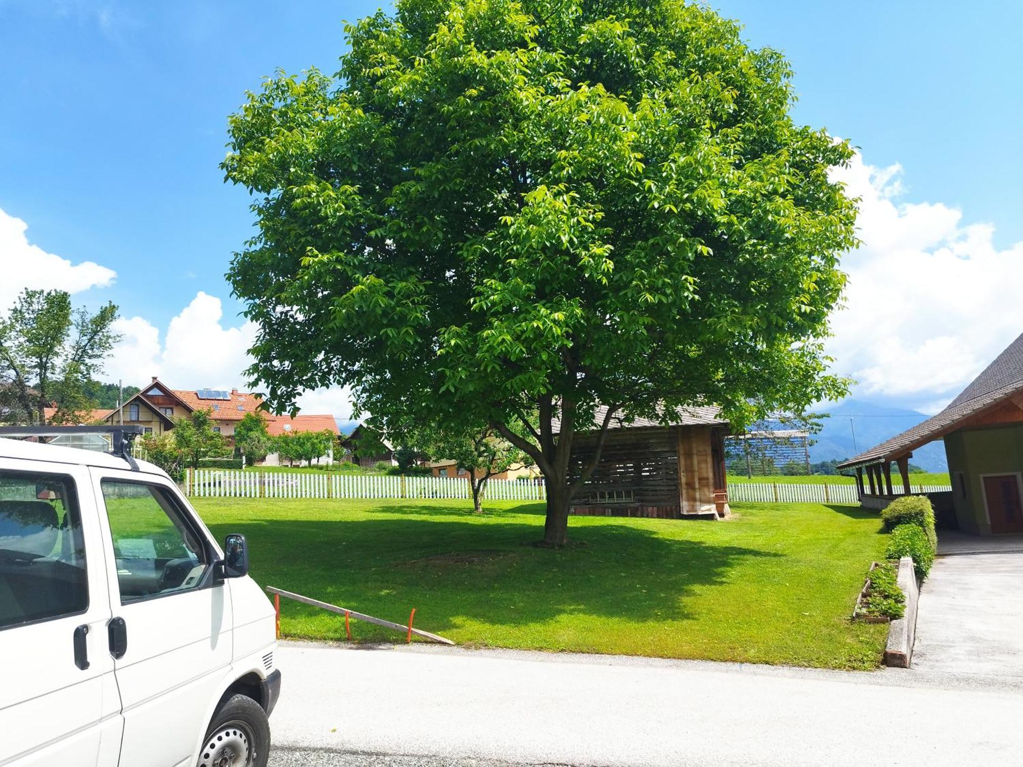 Apartmán Tree Bled Exteriér fotografie